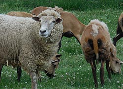 [photo, Sheep, Hagerstown, Maryland]