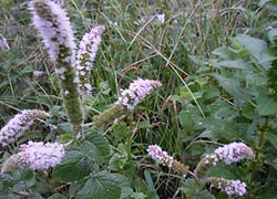  [photo, Mint blossoms, Glen Burnie, Maryland]