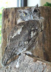 [photo, Eastern Screech Owl at Maryland State Fair, Timonium, Maryland]