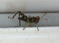 [photo, Grasshopper, Baltimore, Maryland]