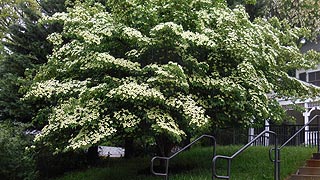 [photo, Dogwood (Cornus florida), Park Ave., Ellicott City, Maryland]
