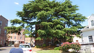 [photo, Cedar of Lebanon (Cedrus libani), Berlin, Maryland]